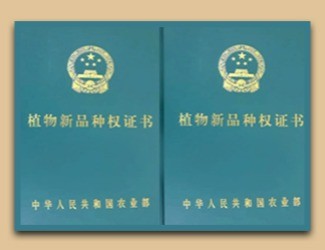 國家給三七頒發(fā)了這個證書，歷史首次！